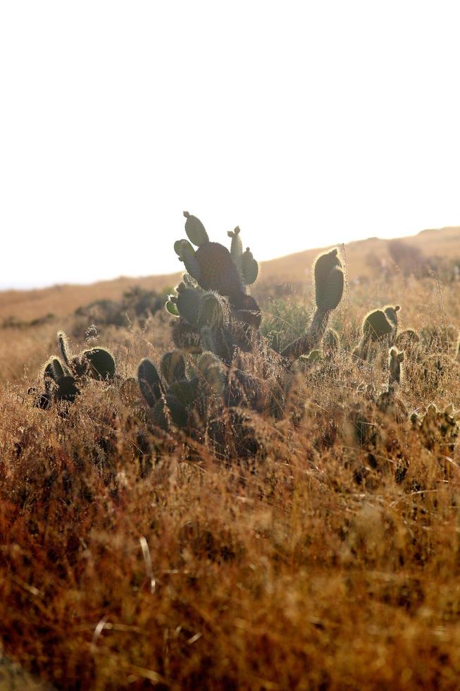 Kaktus in den Hügeln von Kalifornien foto