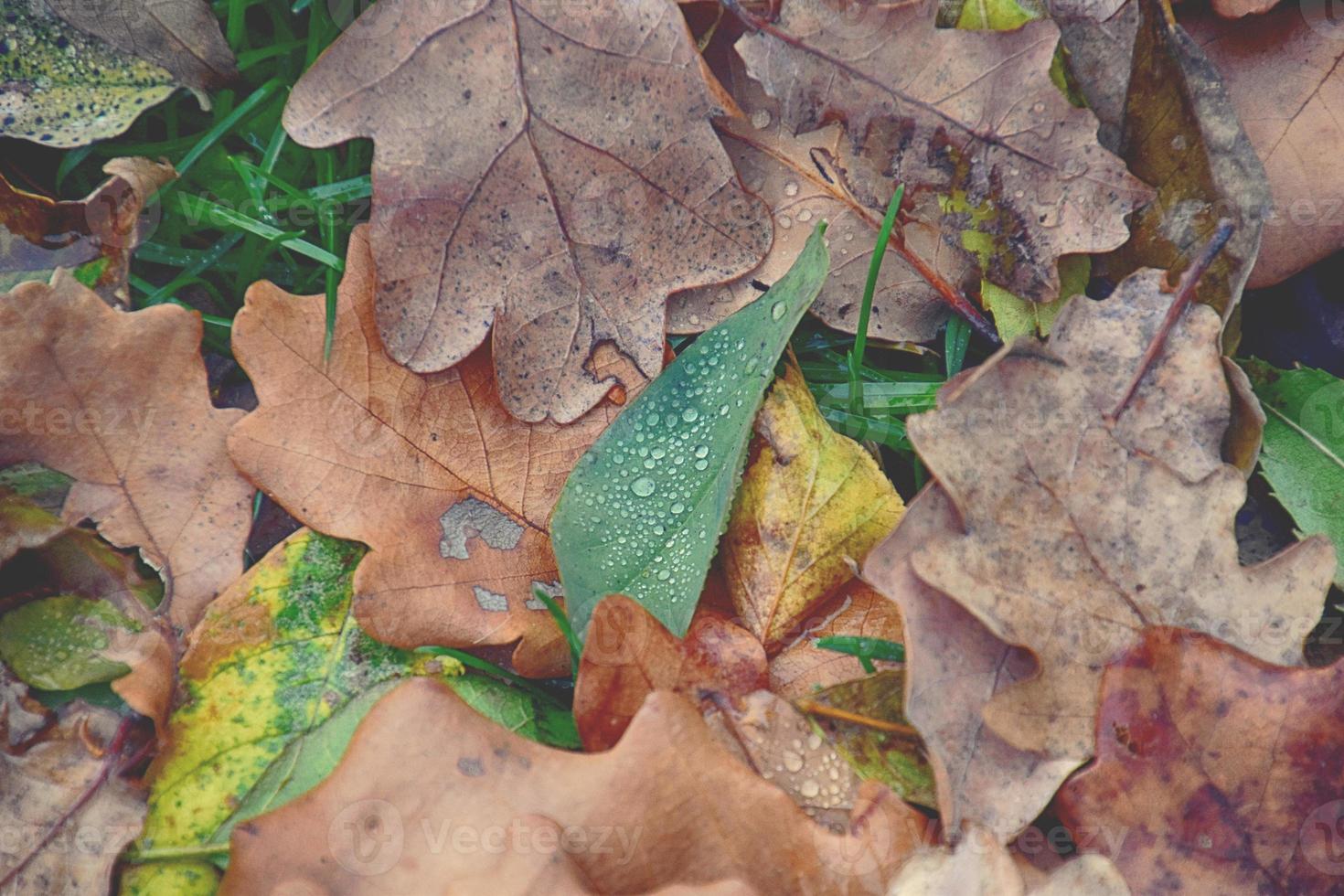 Herbst Eiche Blätter Lügen im das Gras nach das Oktober Regen foto