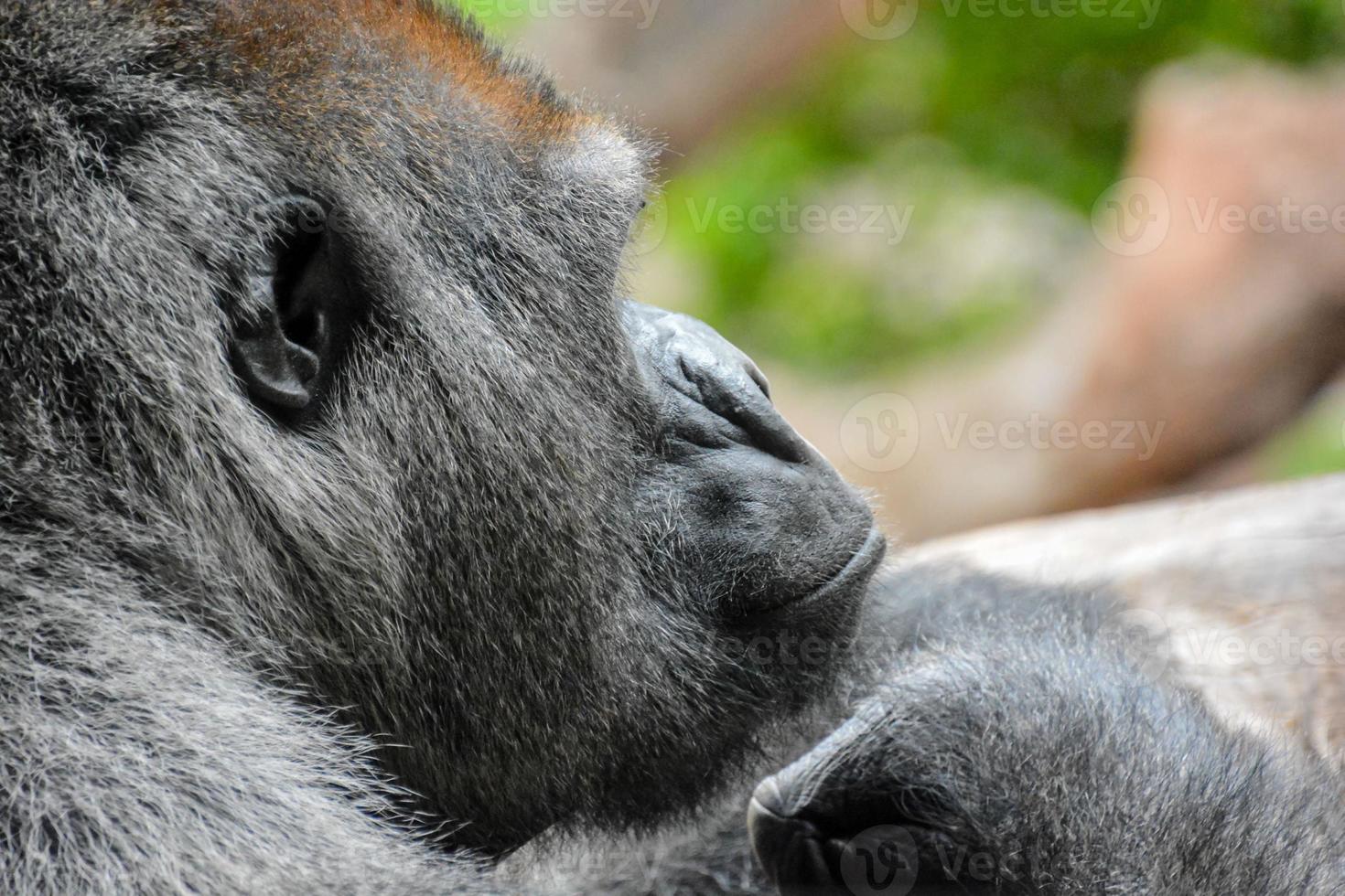 Gorilla im Zoo foto