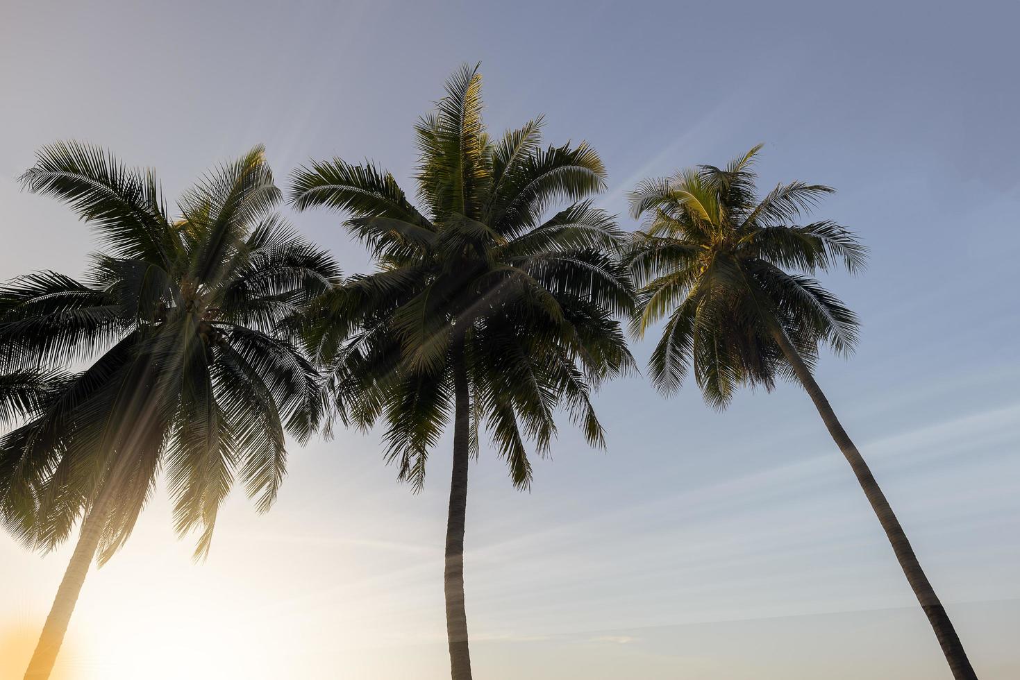 Kokospalmen bei Sonnenuntergang foto