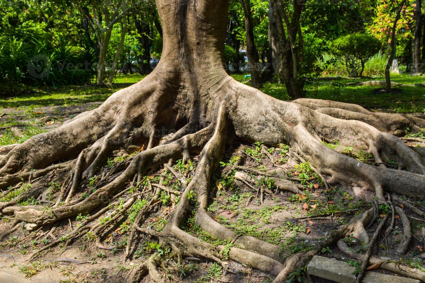 Bäume und Wurzeln, schön Landschaft im Königin Sirikit Park im Bangkok, Thailand foto