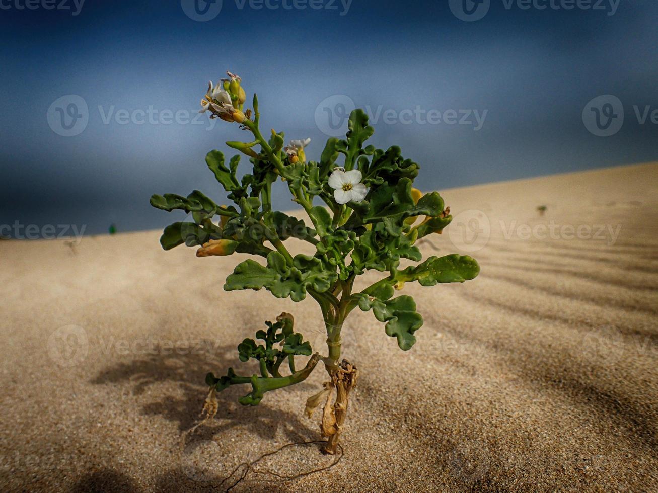 l klein blühen Pflanze wachsend im das Dünen auf das Kanarienvogel Insel Fuertaventura im Spanien foto