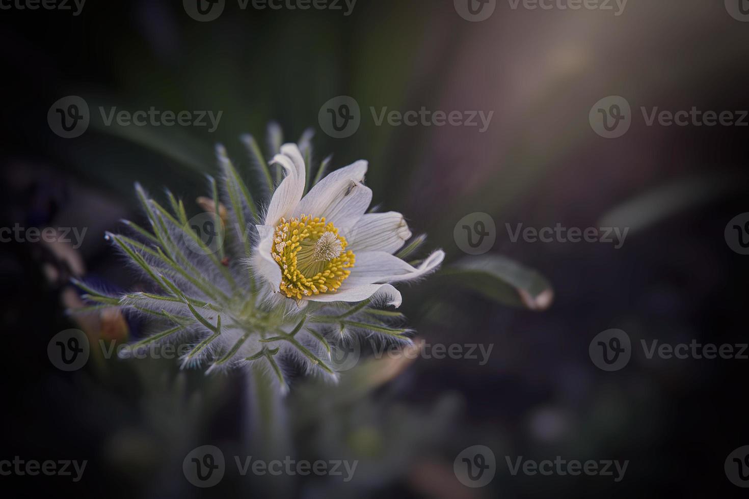 Weiß pasque Blume wachsend im das Garten im das warm Strahlen von das Frühling Sonne foto