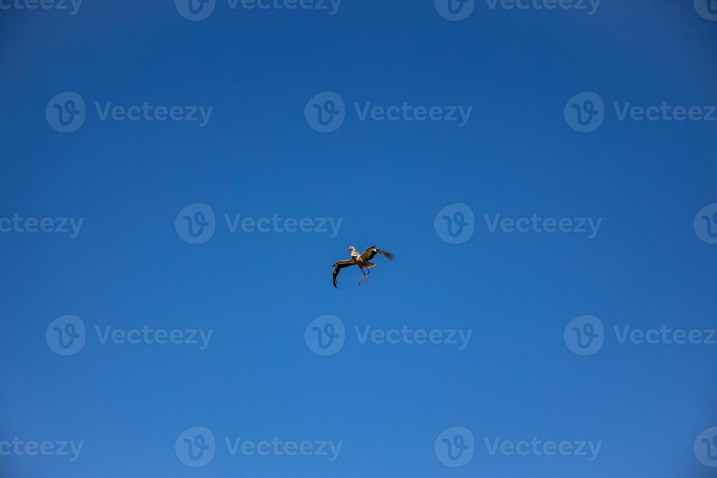 kostenlos wild schwarz und Weiß Storch im Flug gegen das Hintergrund von das Frühling wolkenlos Blau Himmel foto