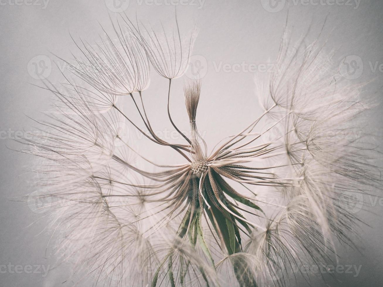 schön Sommer- natürlich Blume Löwenzahn im Nahansicht foto