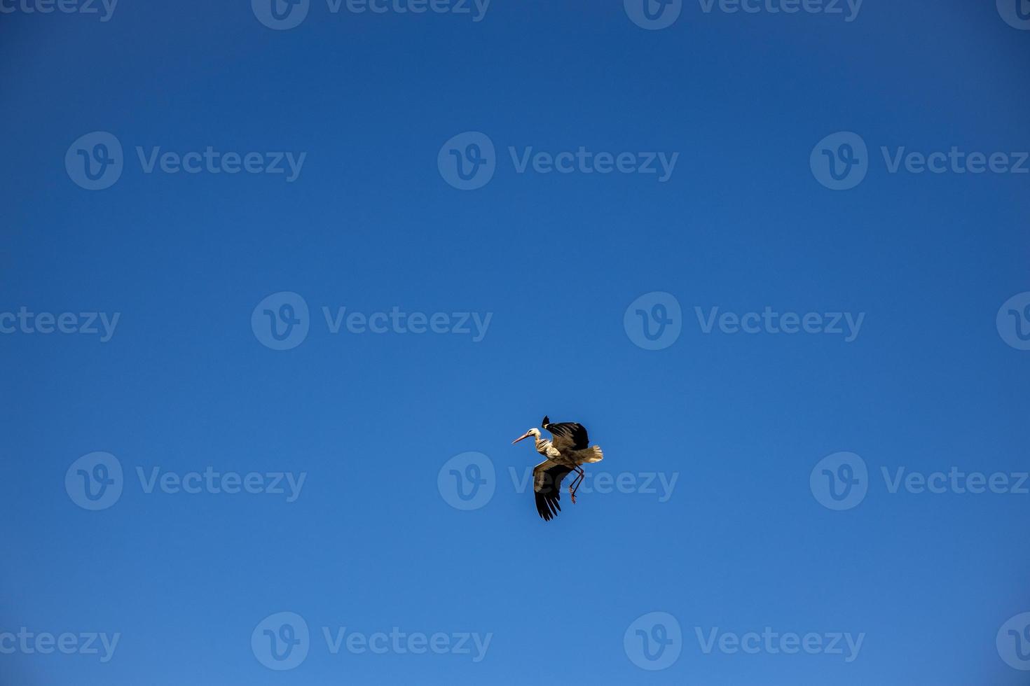kostenlos wild schwarz und Weiß Storch im Flug gegen das Hintergrund von das Frühling wolkenlos Blau Himmel foto