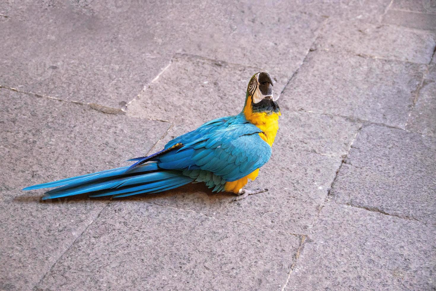 Blau groß Ara Papagei Vogel im Nahansicht foto