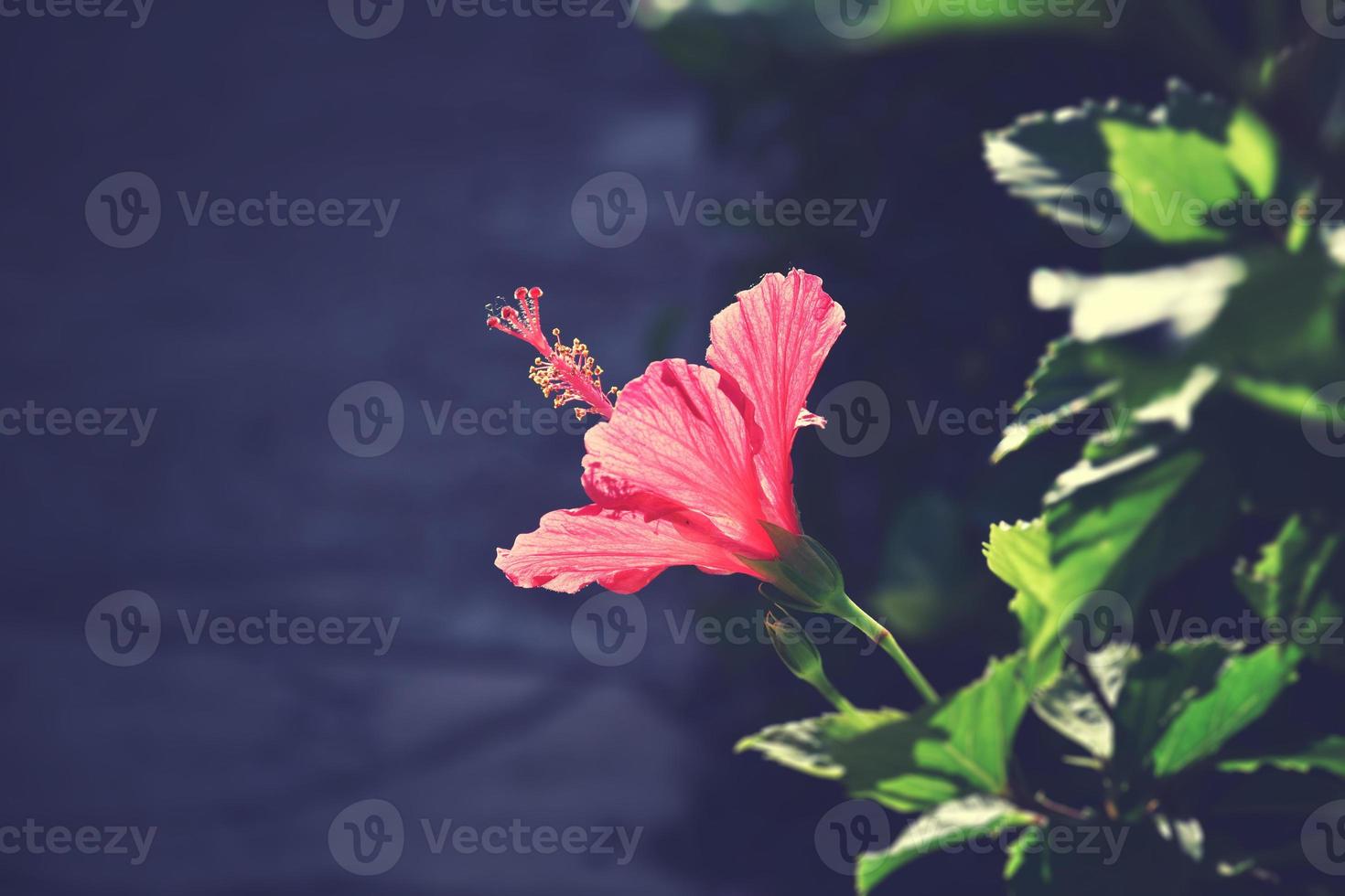 Blühen Hibiskus Blume wachsend im das Garten unter Grün Blätter im ein natürlich Lebensraum foto