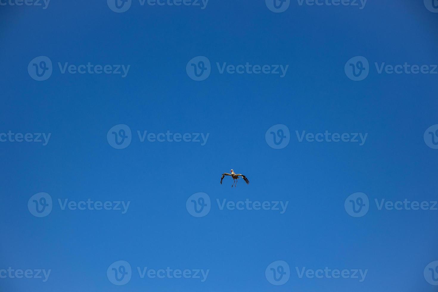 kostenlos wild schwarz und Weiß Storch im Flug gegen das Hintergrund von das Frühling wolkenlos Blau Himmel foto