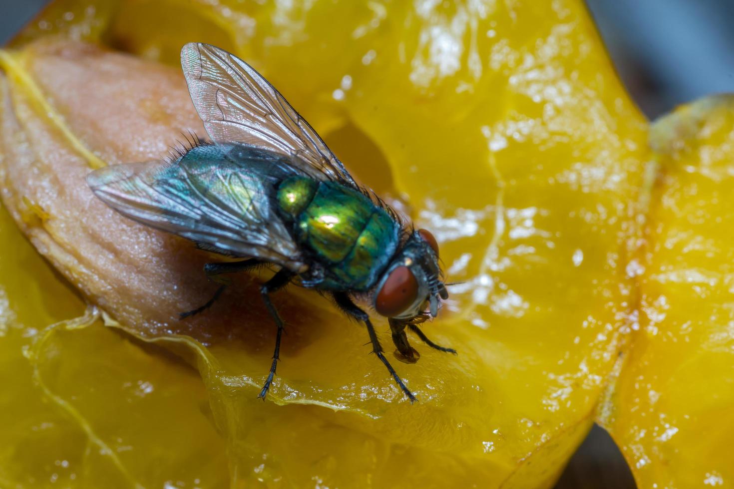 Makro Nahaufnahme einer Stubenfliege Cyclorrhapha, eine häufige Fliegenart in Häusern gefunden foto