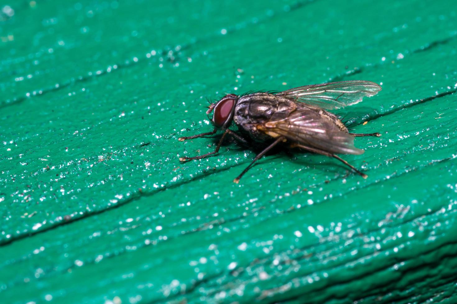 Makro Nahaufnahme einer Stubenfliege Cyclorrhapha, eine häufige Fliegenart in Häusern gefunden foto