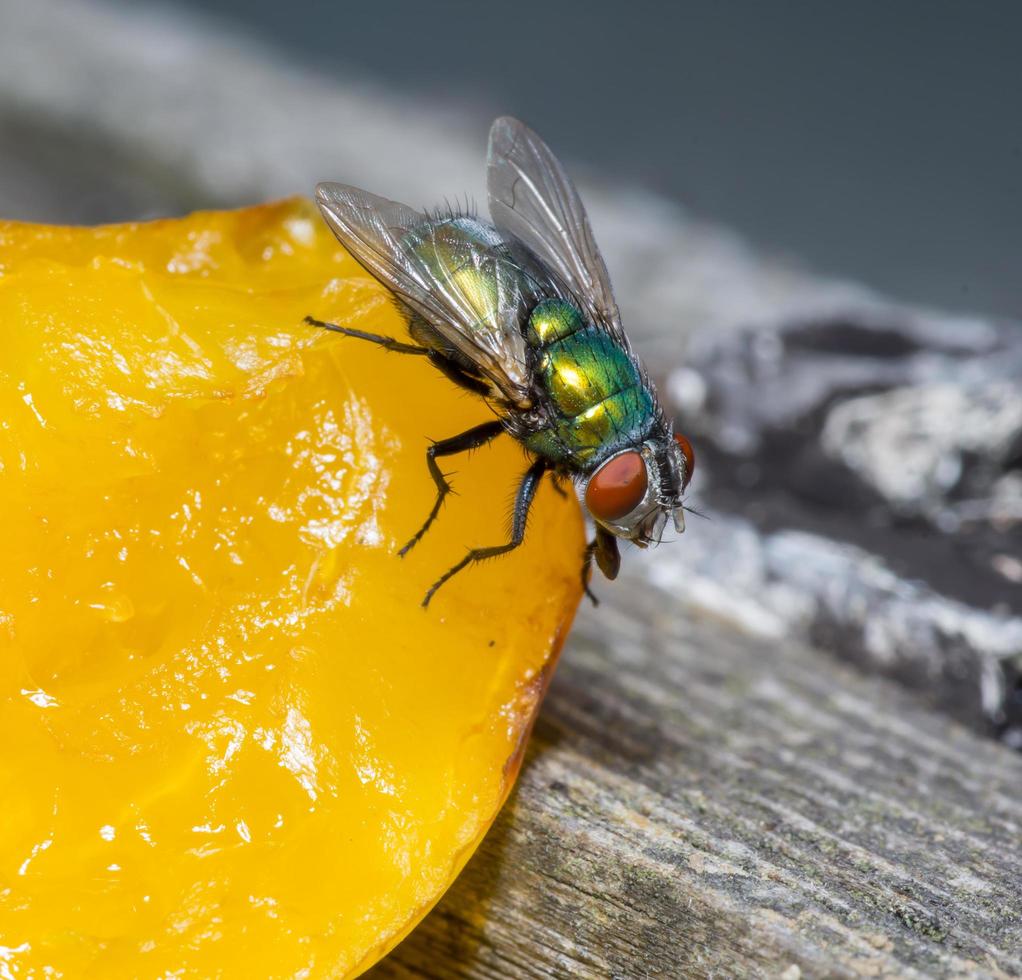 Makro Nahaufnahme einer Stubenfliege Cyclorrhapha, eine häufige Fliegenart in Häusern gefunden foto