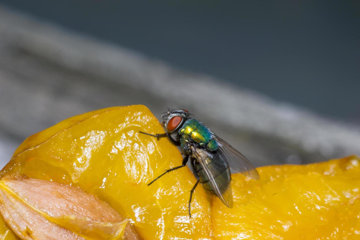 Makro Nahaufnahme einer Stubenfliege Cyclorrhapha, eine häufige Fliegenart in Häusern gefunden foto