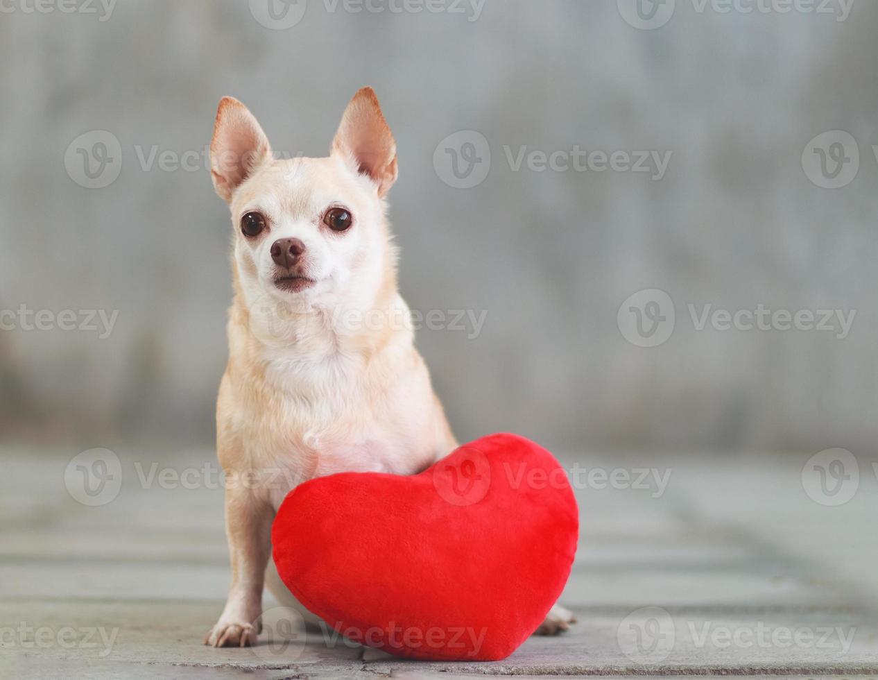 Braune Chihuahua-Hunde mit kurzen Haaren, die mit rotem Herzformkissen auf unscharfem Fliesenboden und Zementwand-Valentinstag-Konzept sitzen. foto