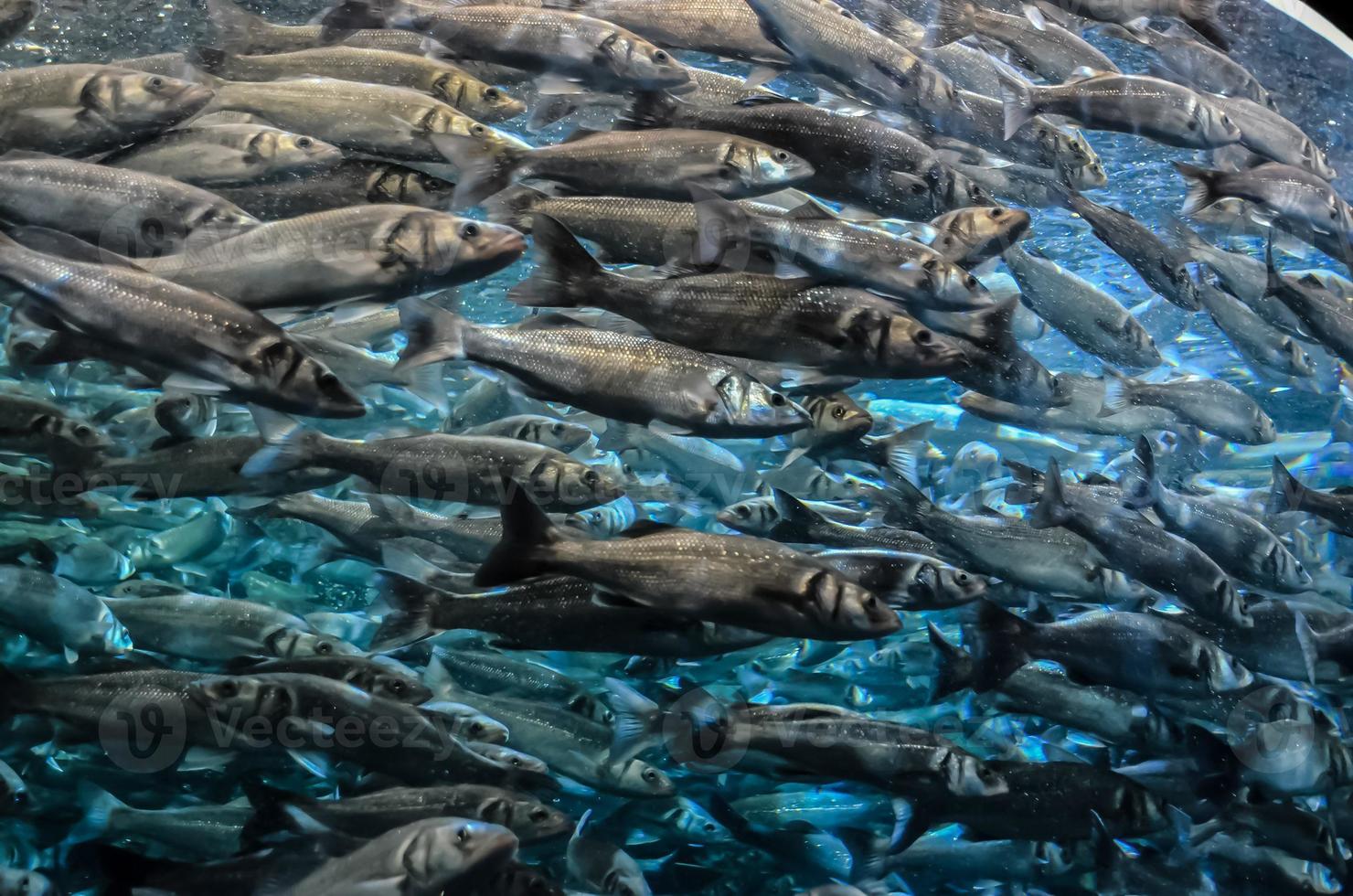 Fische im Wasser foto