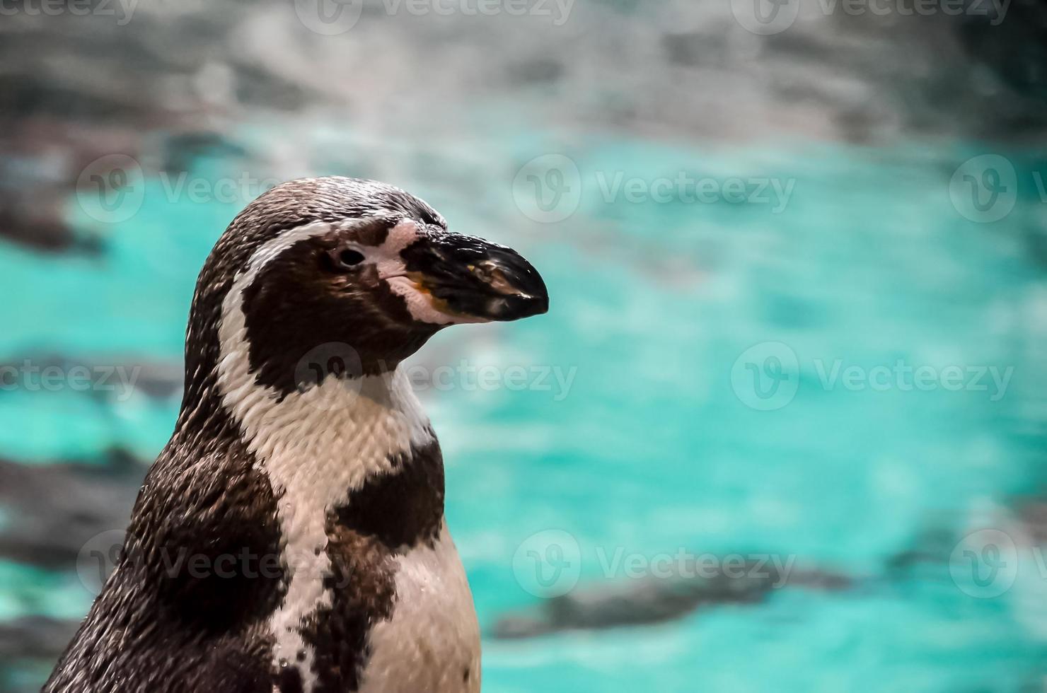 Pinguin im das Zoo foto