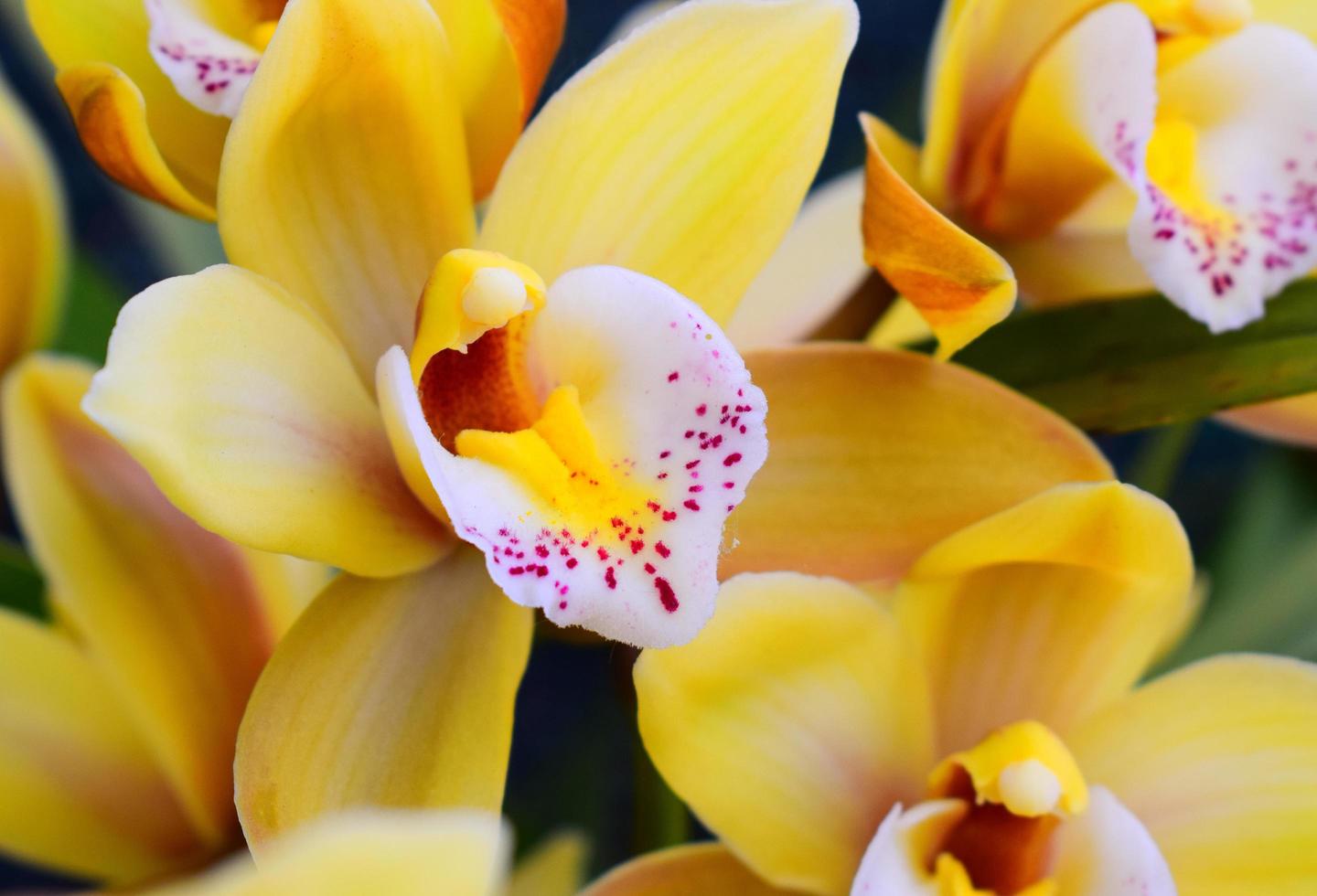 Nahaufnahme einer gelben Blume foto