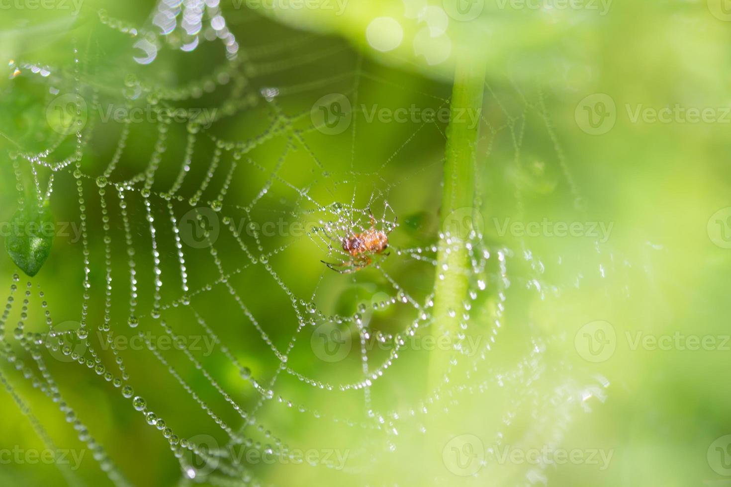 Spinne auf einem Spinnennetz mit Wassertropfen foto
