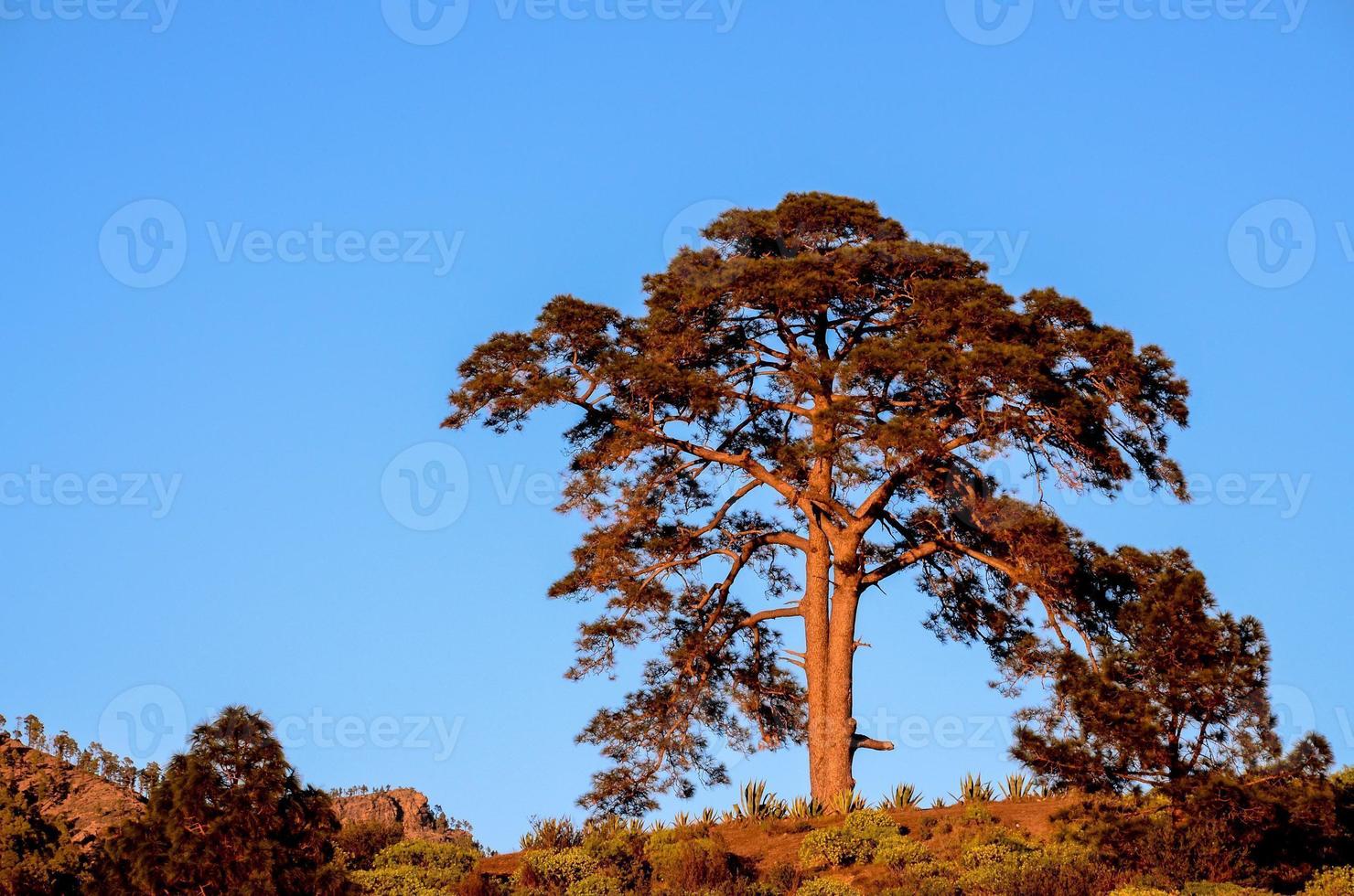 Einsamer Baum auf dem Hügel foto