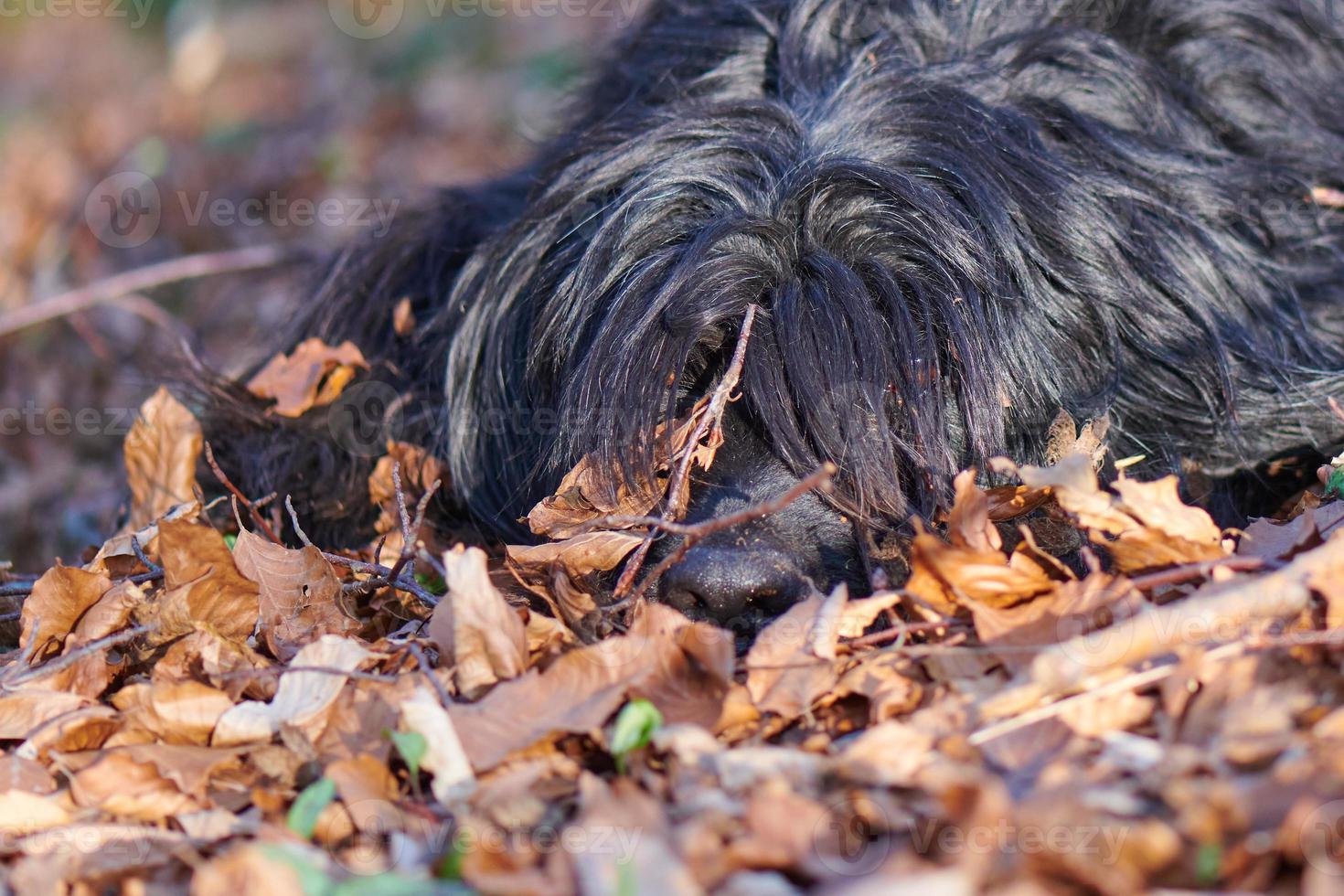 Hund in Blättern foto
