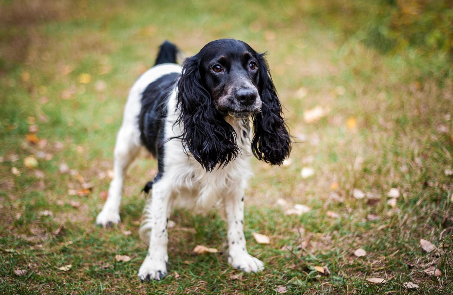 russisches Spanielporträt eines Hundes foto