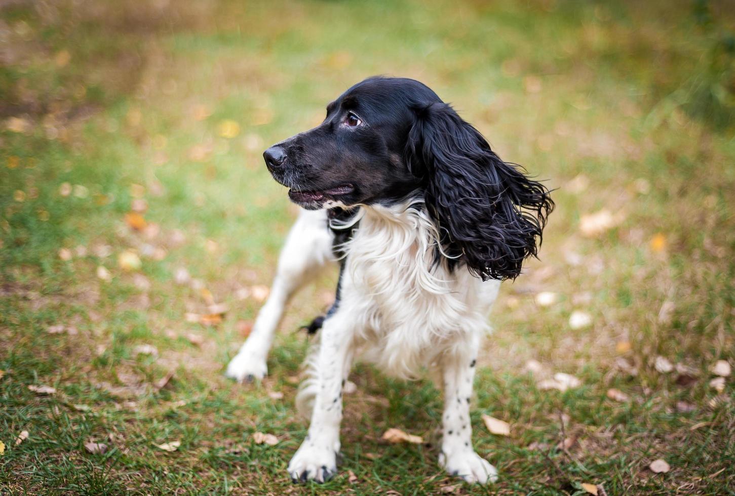 russisches Spanielporträt eines Hundes foto