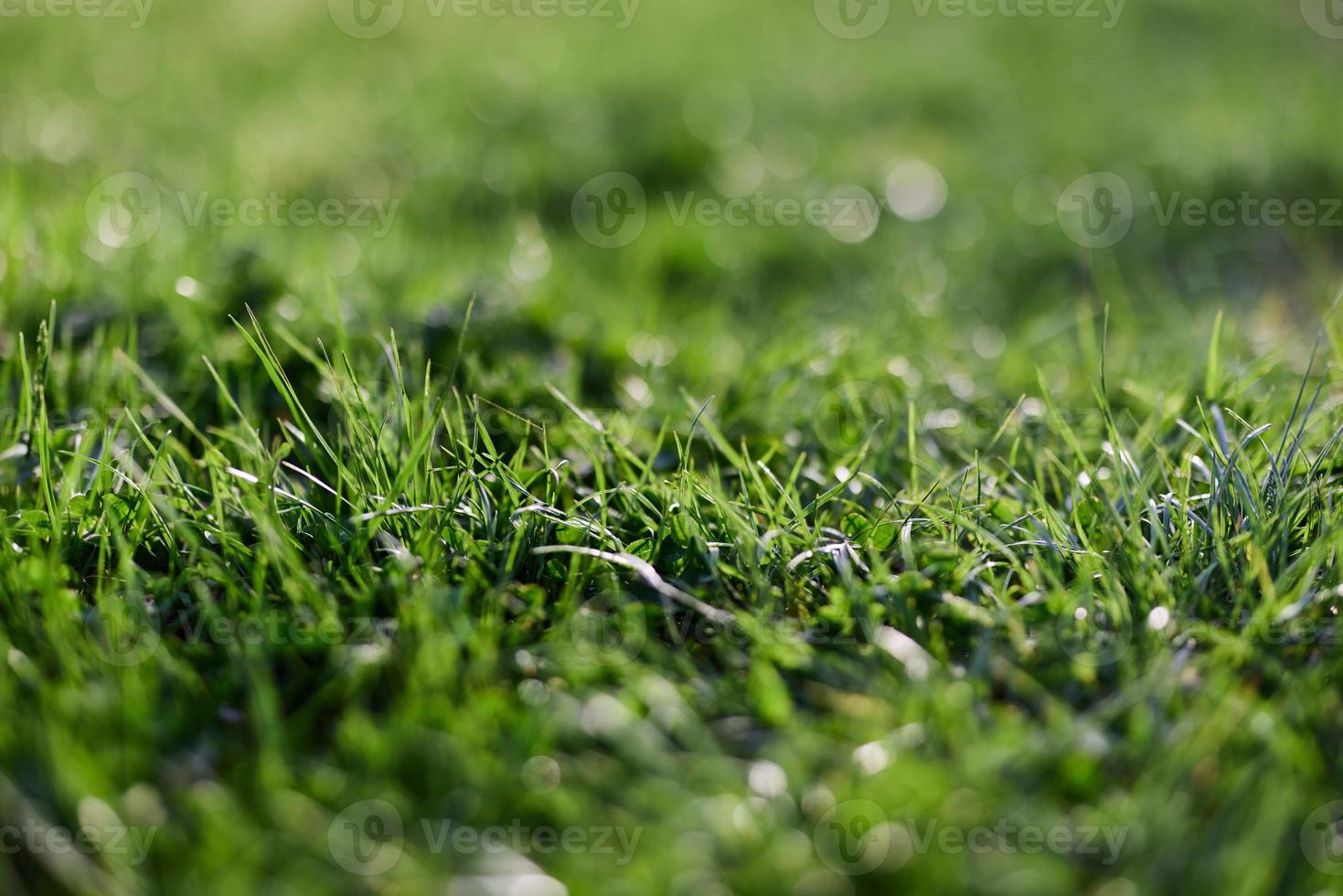 Aussicht von jung Grün Gras im das Park, genommen Nahansicht mit ein schön Unschärfe von das Hintergrund foto