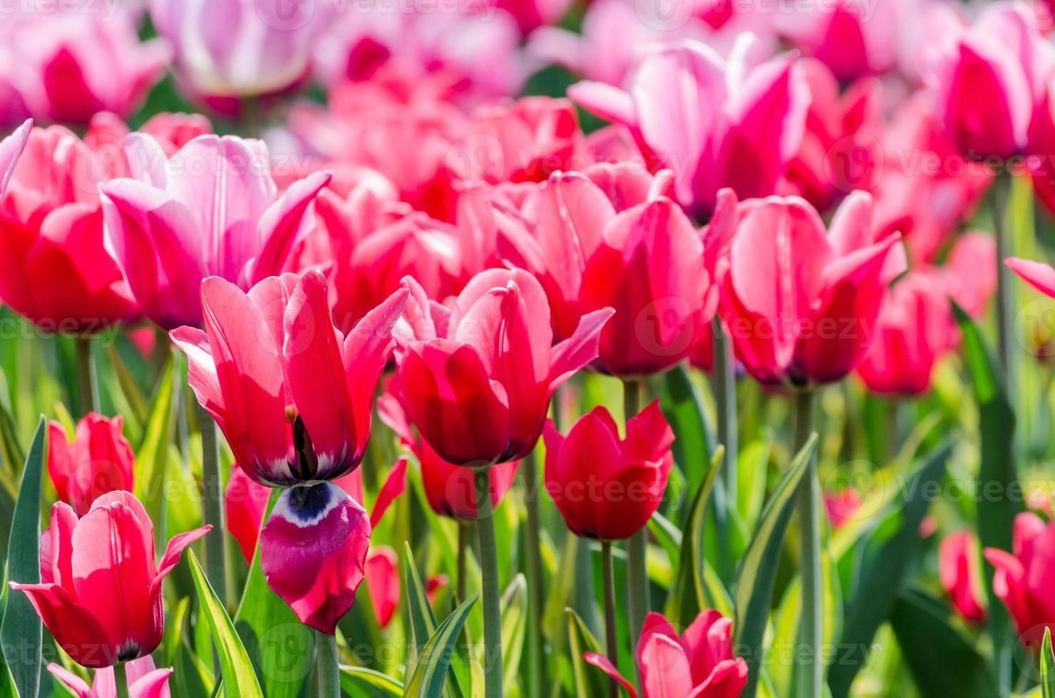 Nahaufnahme von rosa Tulpen foto