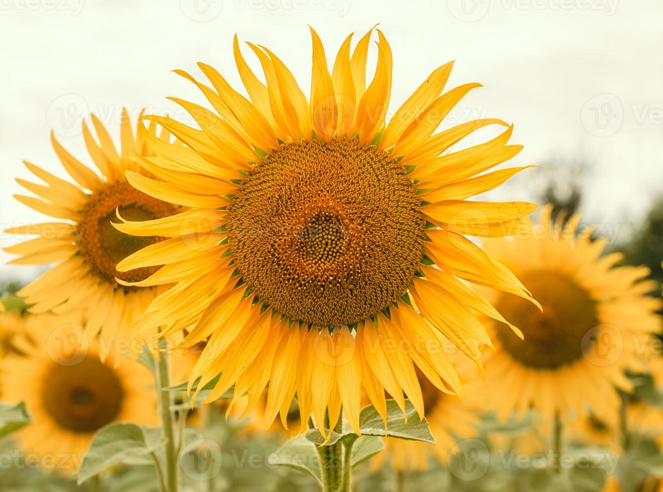 helle Gruppe von Sonnenblumen foto