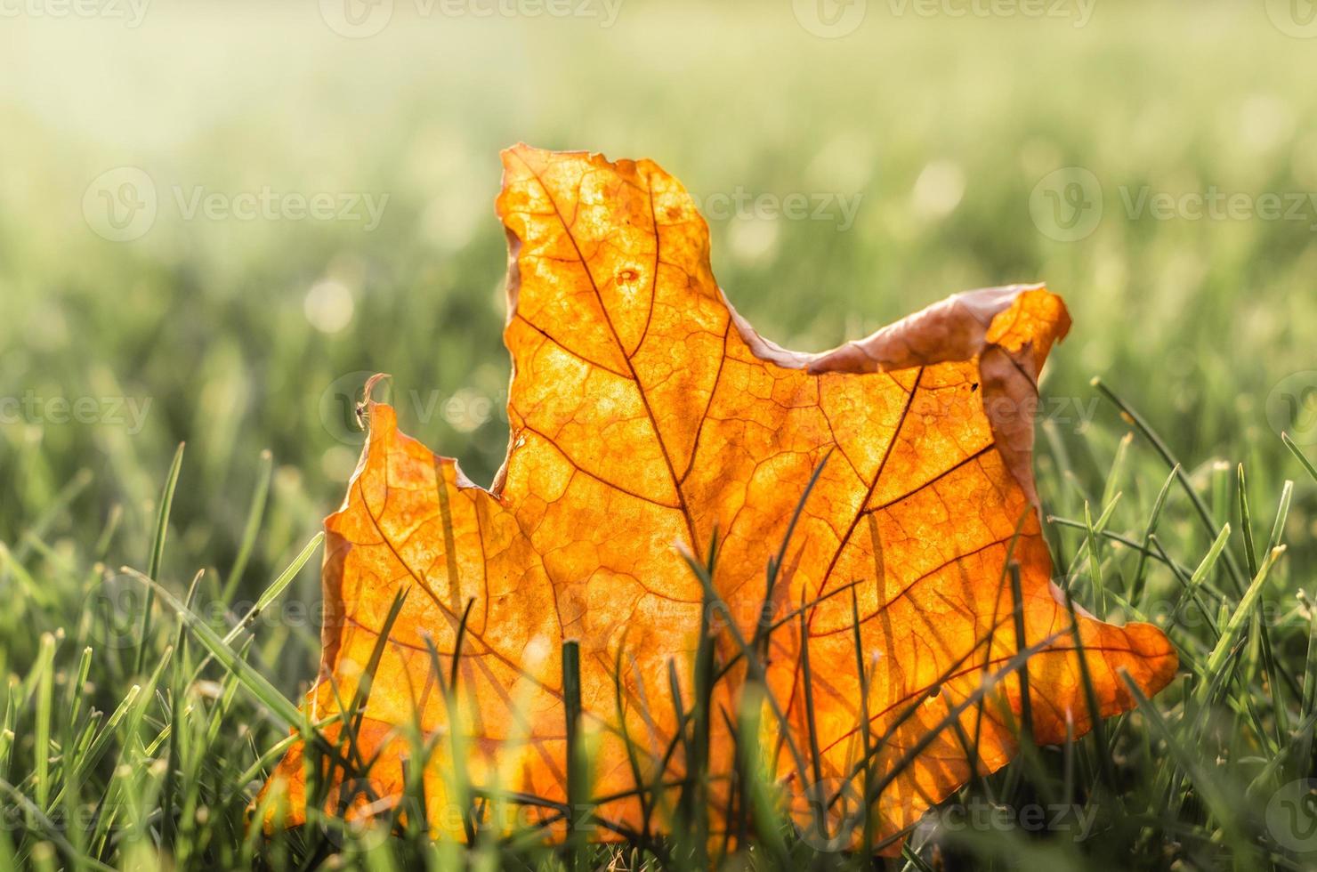 braunes Blatt im Sonnenlicht foto