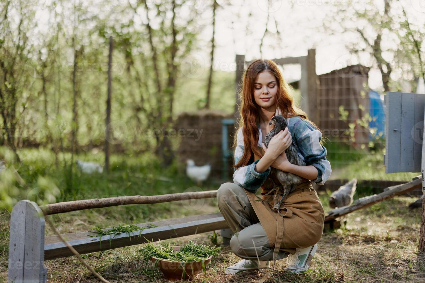 ein Frau Farmer im Arbeit Kleider ist halten ein jung Hähnchen und inspizieren ein Feeder mit organisch organisch Hähnchen Essen auf das Bauernhof auf ein Sonnenuntergang Sommer- Tag foto