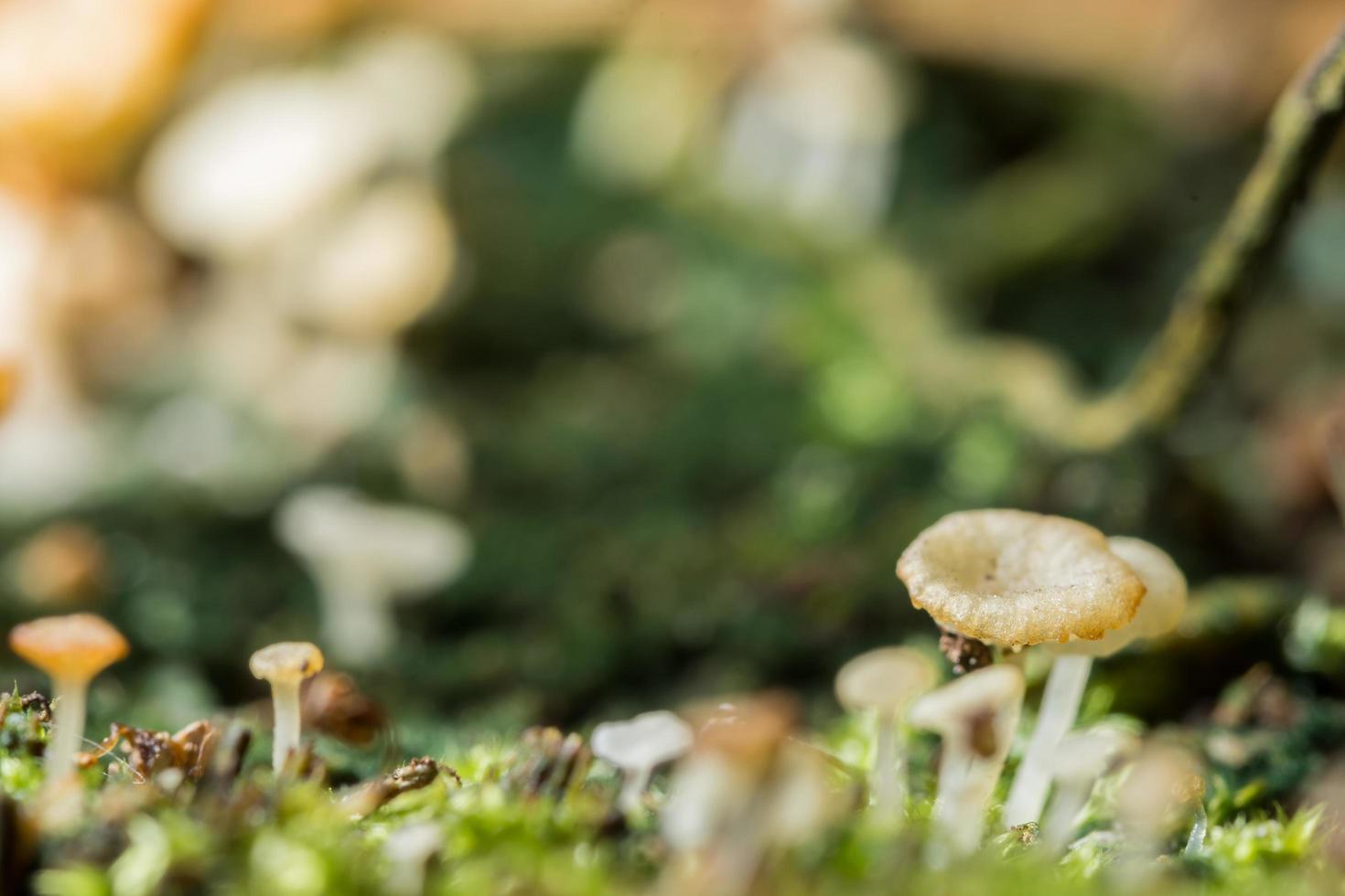 Makro Nahaufnahme von braunen Pilzen in freier Wildbahn foto