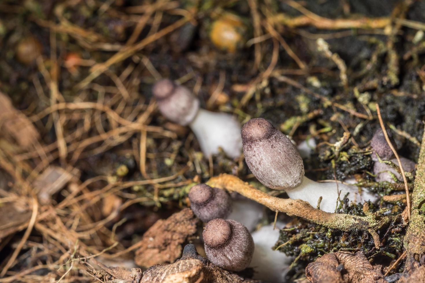 Makro Nahaufnahme von braunen Pilzen in freier Wildbahn foto