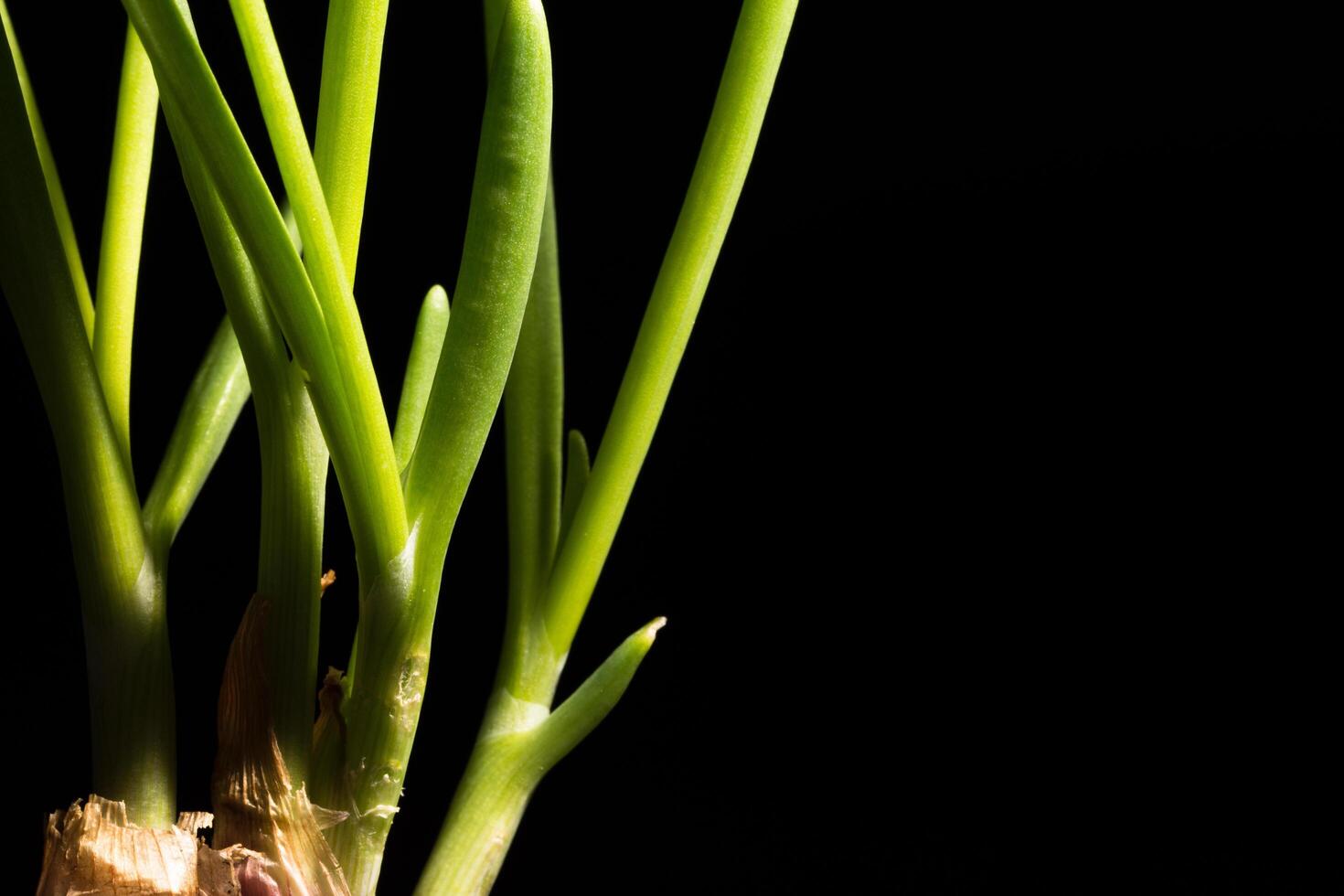 grüne Zwiebel auf einem schwarzen Hintergrund foto