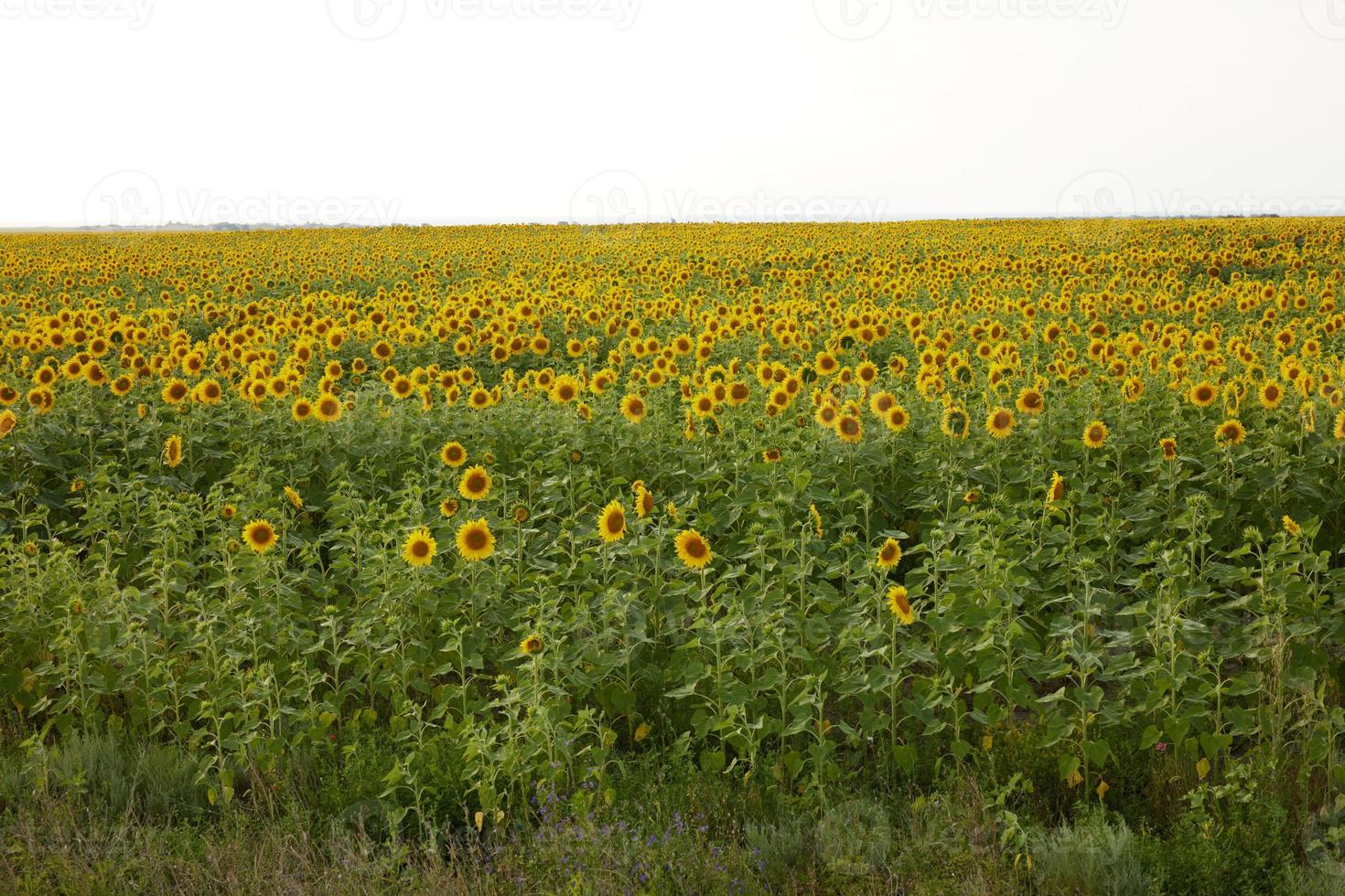 Sonnenblume Feld Landwirtschaft Natur Bauernhof Ernte Landschaft Nein Menschen foto