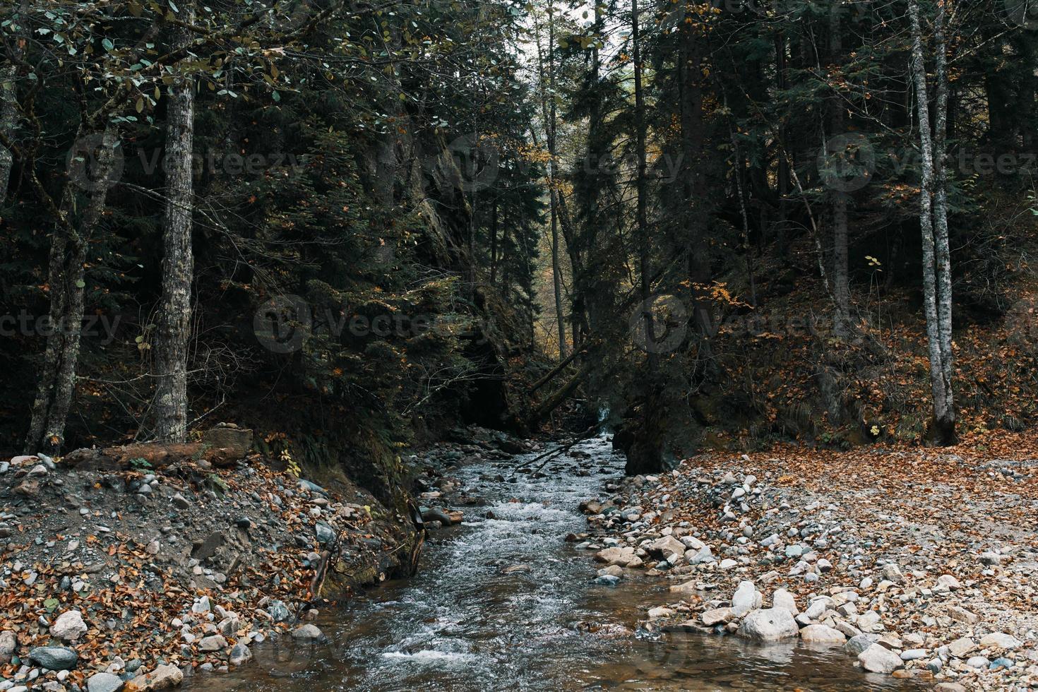 Natur Berge Wald Fluss Landschaft Reise foto