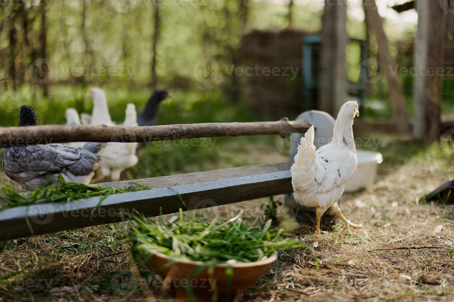 jung Hühner und Hähne Essen organisch Futter von Feeder auf ein Grün Bauernhof im Natur ohne Chemikalien oder Pestizide zum das Gesundheit von das Vögel foto