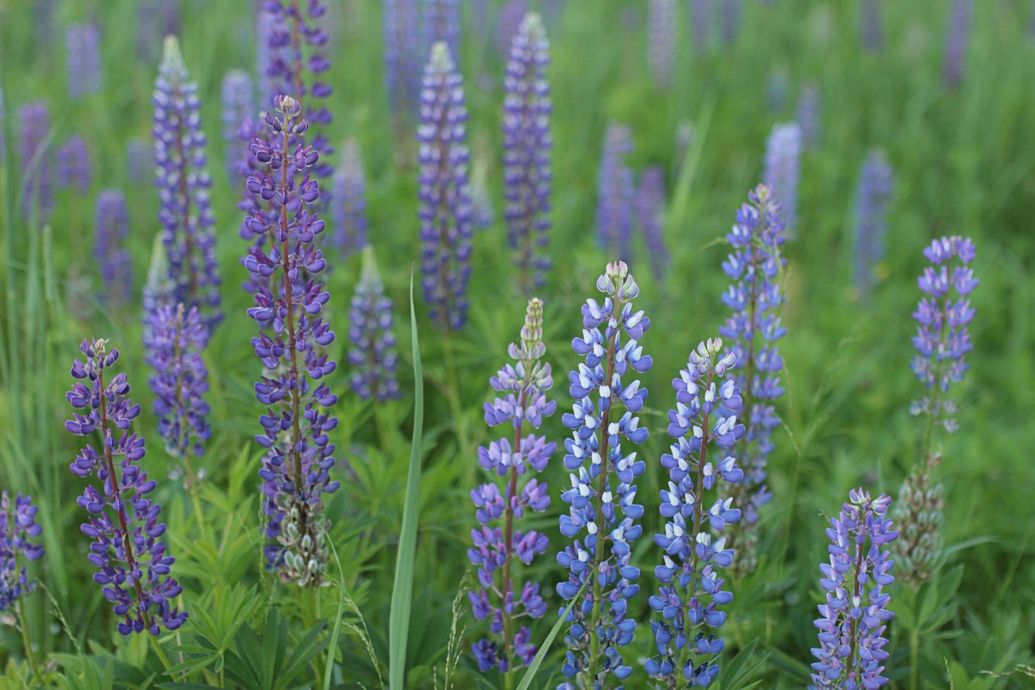 Blühen Lupine. Hintergrund Bild oder Postkarte mit lila Blumen. vorhin Sommer- draußen das Stadt foto