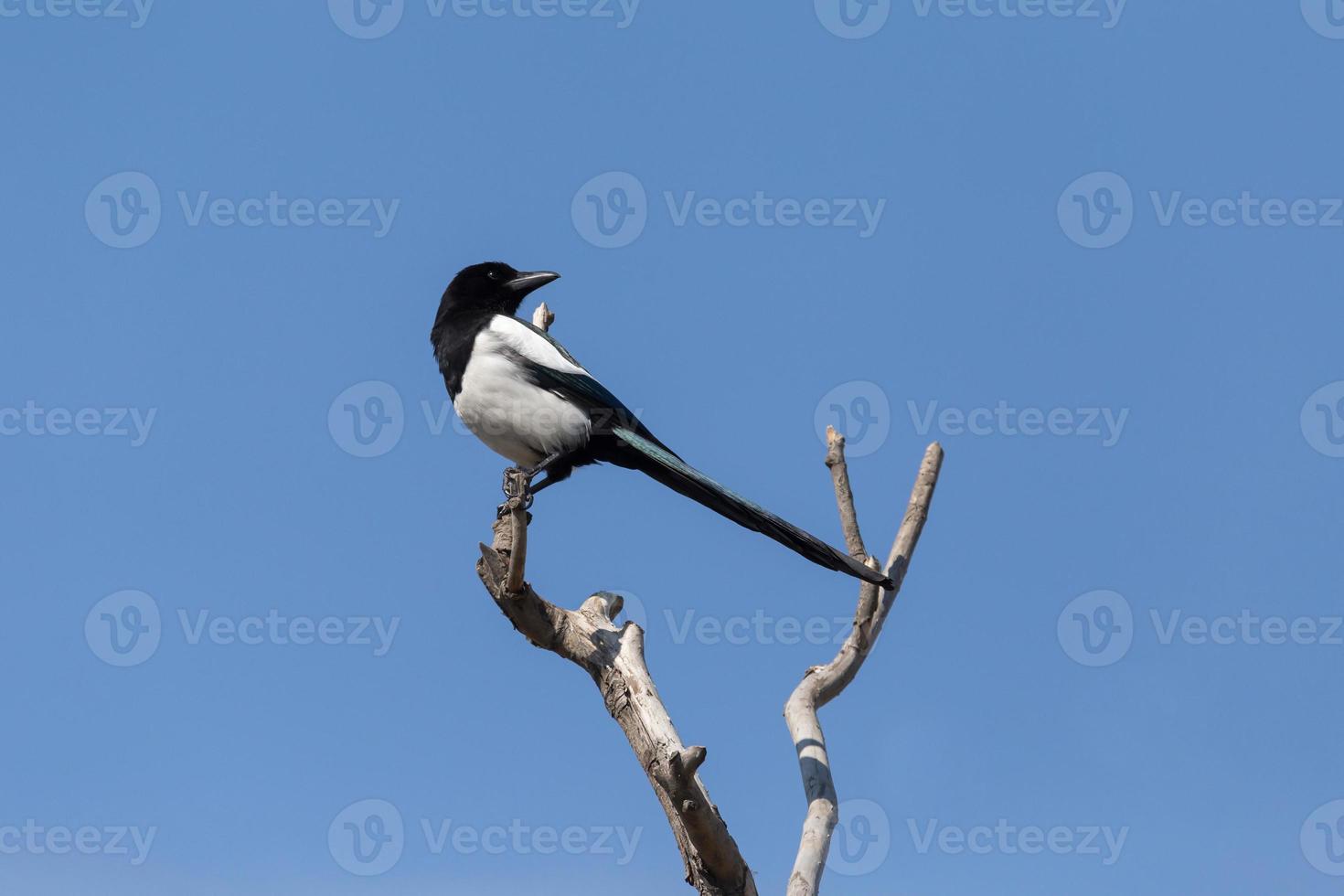 Elster Sitzung auf trocken Ast von Baum foto