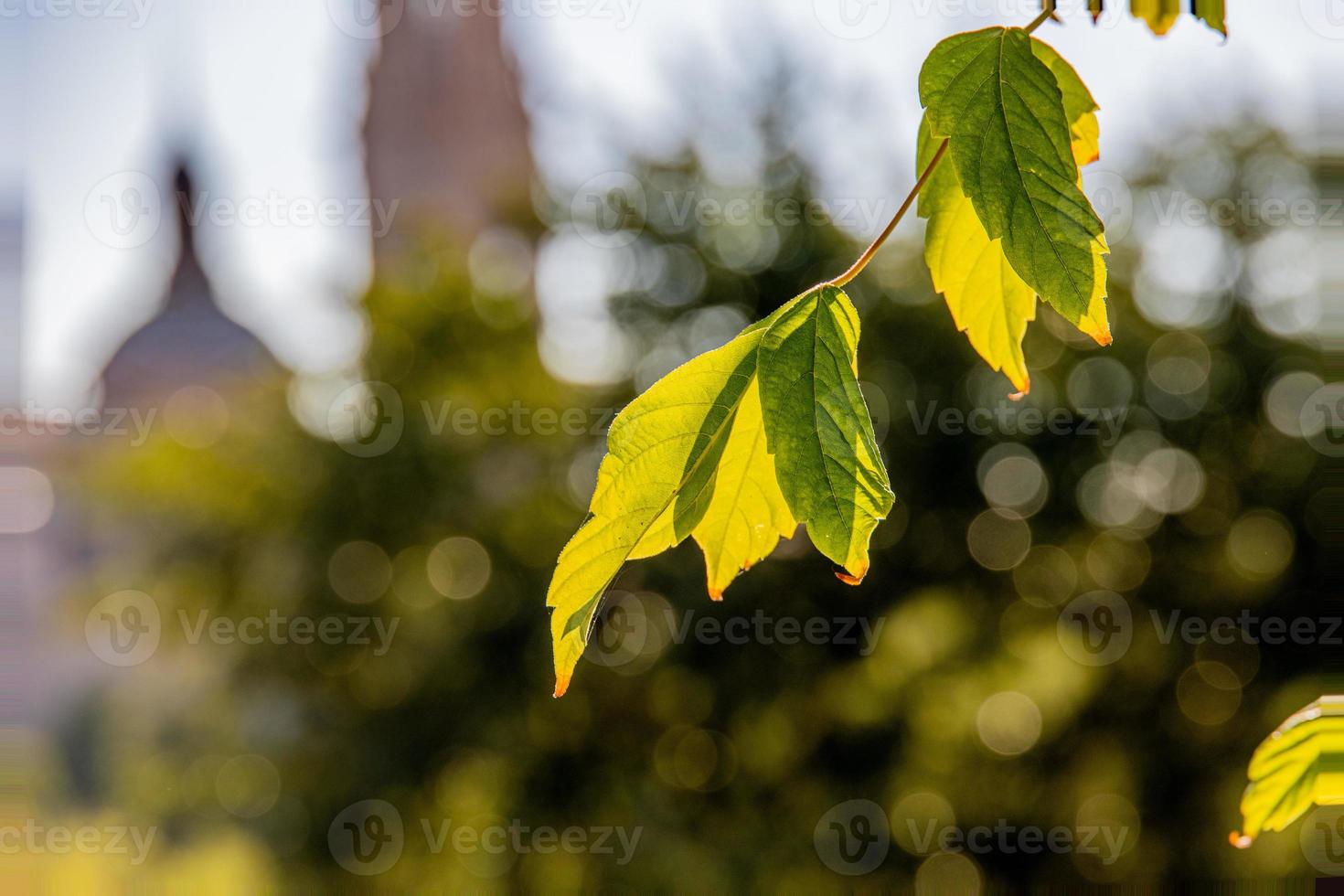 Grün Blatt auf ein Baum im September Nahansicht foto