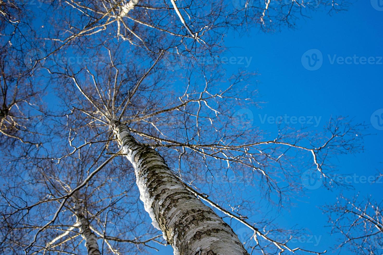 Weiß Birke Bäume ohne Blätter gegen das Hintergrund von ein glatt wolkenlos Winter Himmel foto