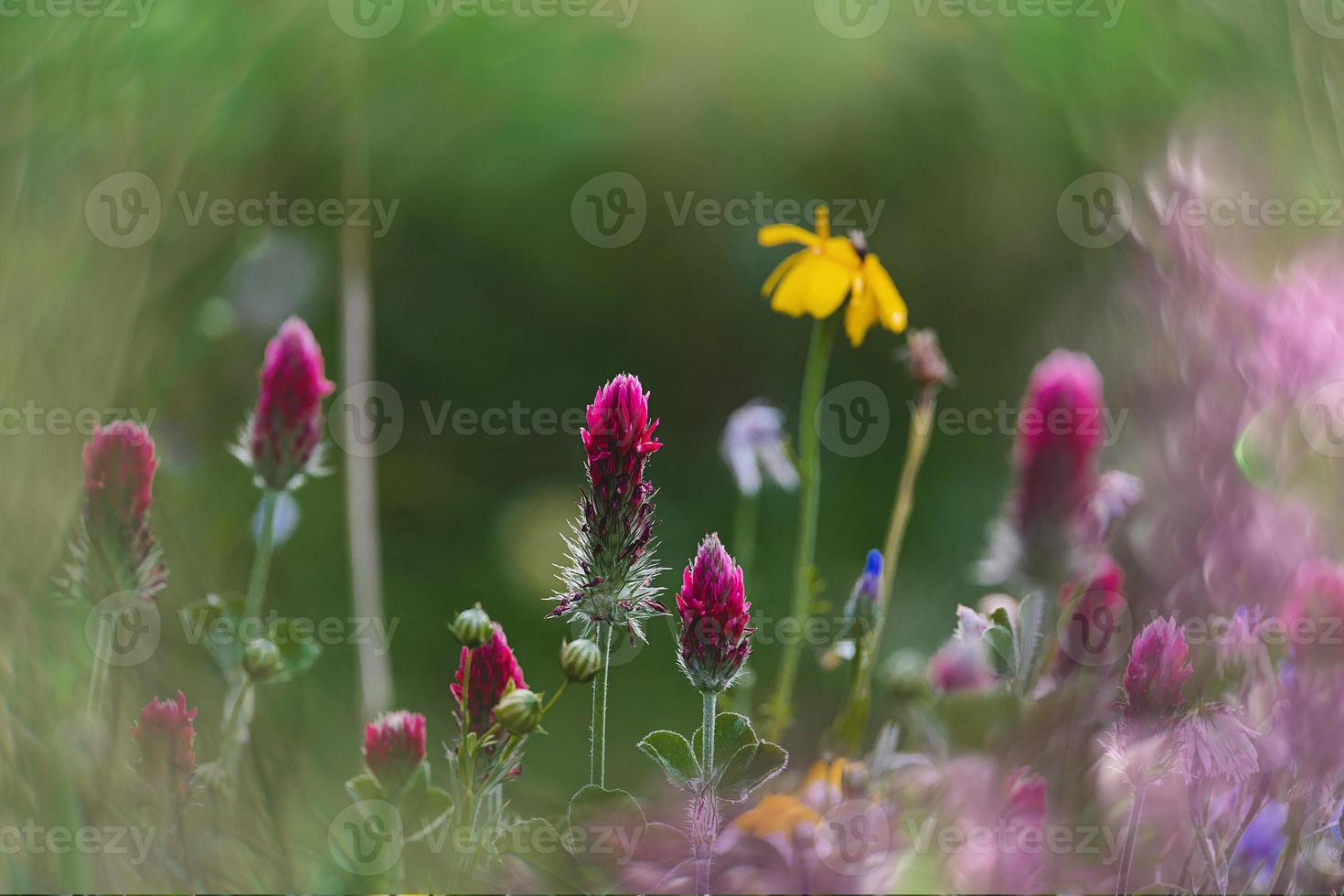 Wildblumen im ein Wiese Nahansicht im Europa auf ein warm Sommer- Tag foto