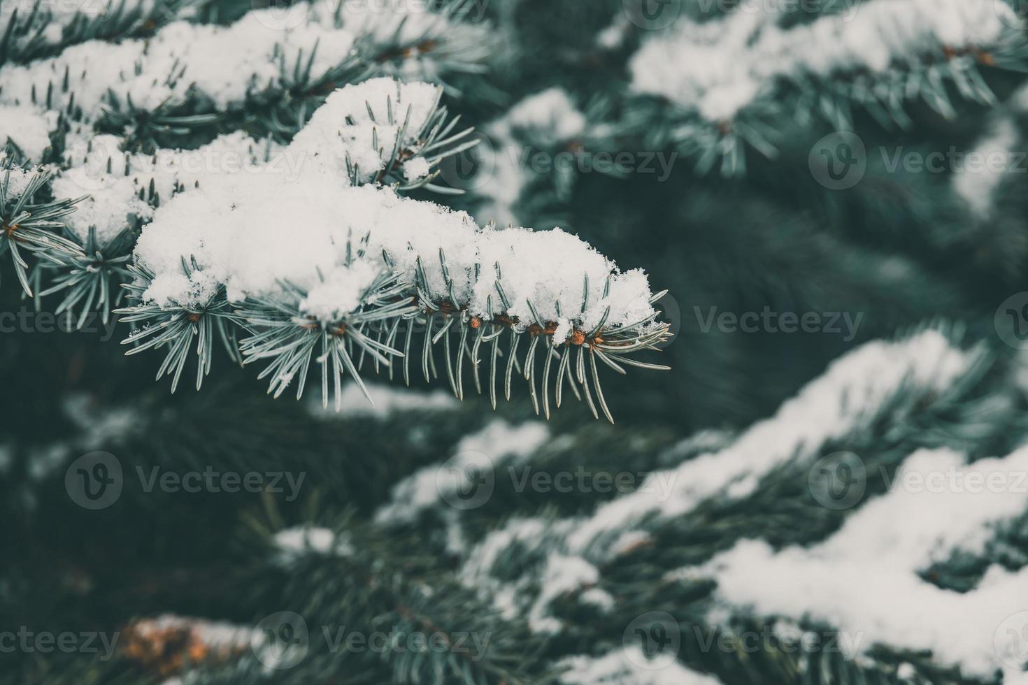 Grün Ast von Kiefer Nadelbaum bedeckt mit Weiß frisch Schnee Nahansicht im Park foto