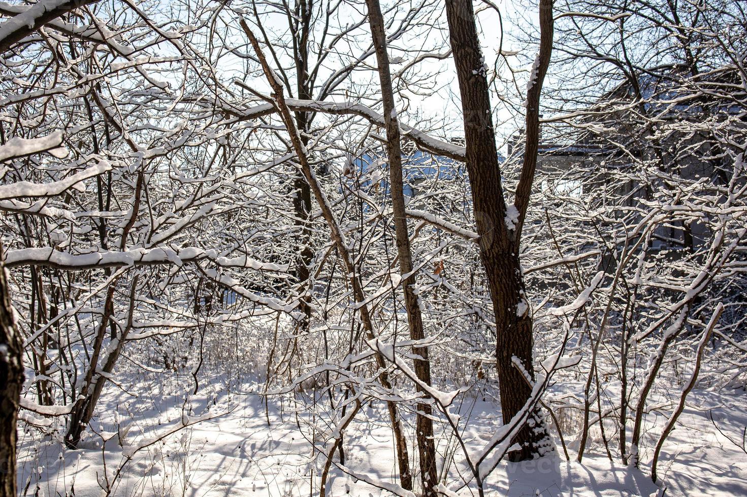 Winter Landschaft mit ein Wald Straße unter schneebedeckt Bäume auf ein sonnig Tag im Polen foto