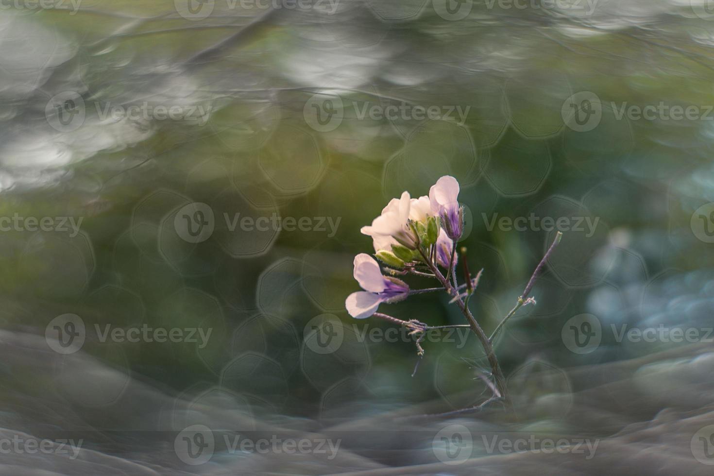 wenig zart Herbst Blumen im das Garten auf ein Hintergrund mit Bokeh foto