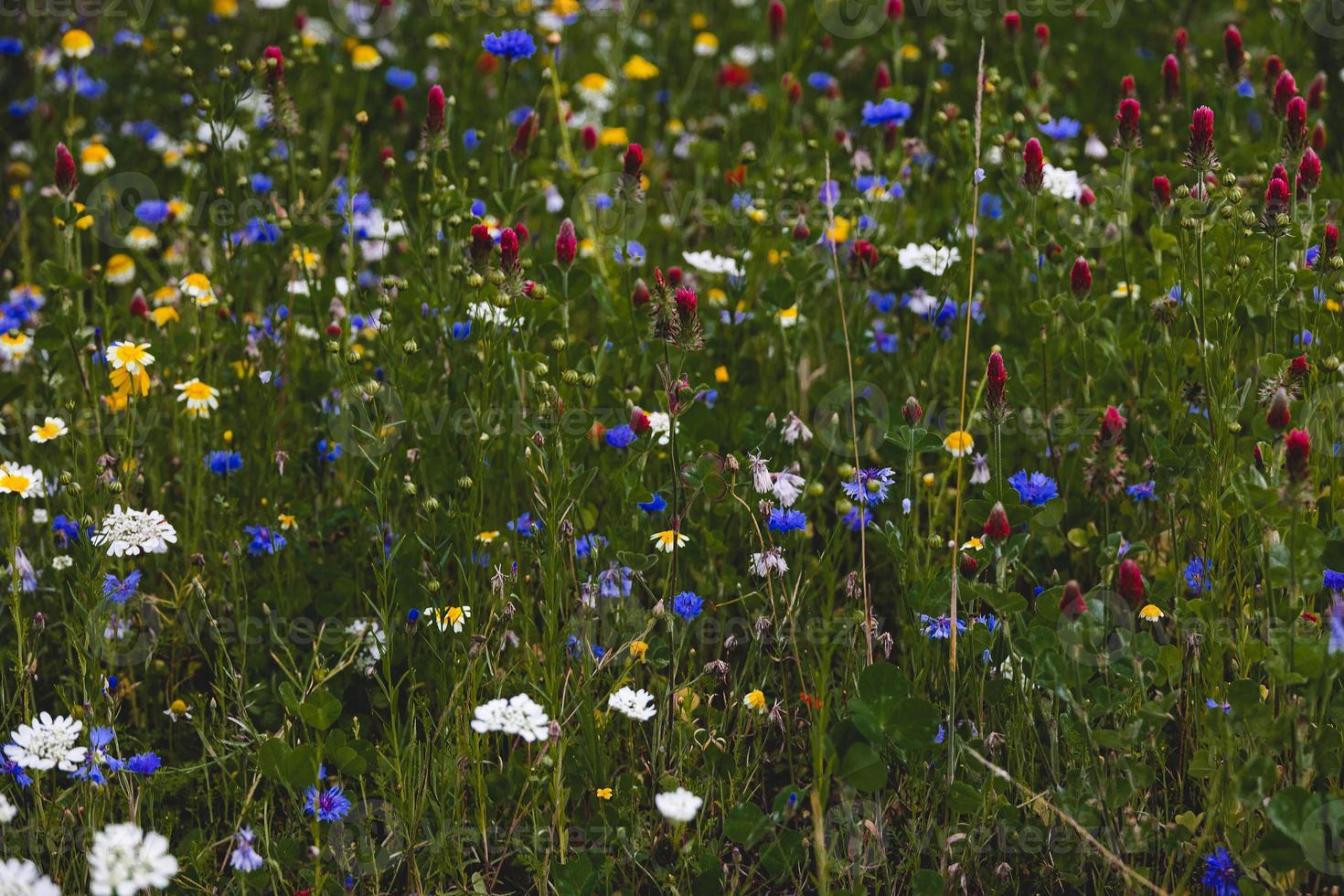 Wildblumen im ein Wiese Nahansicht im Europa auf ein warm Sommer- Tag foto