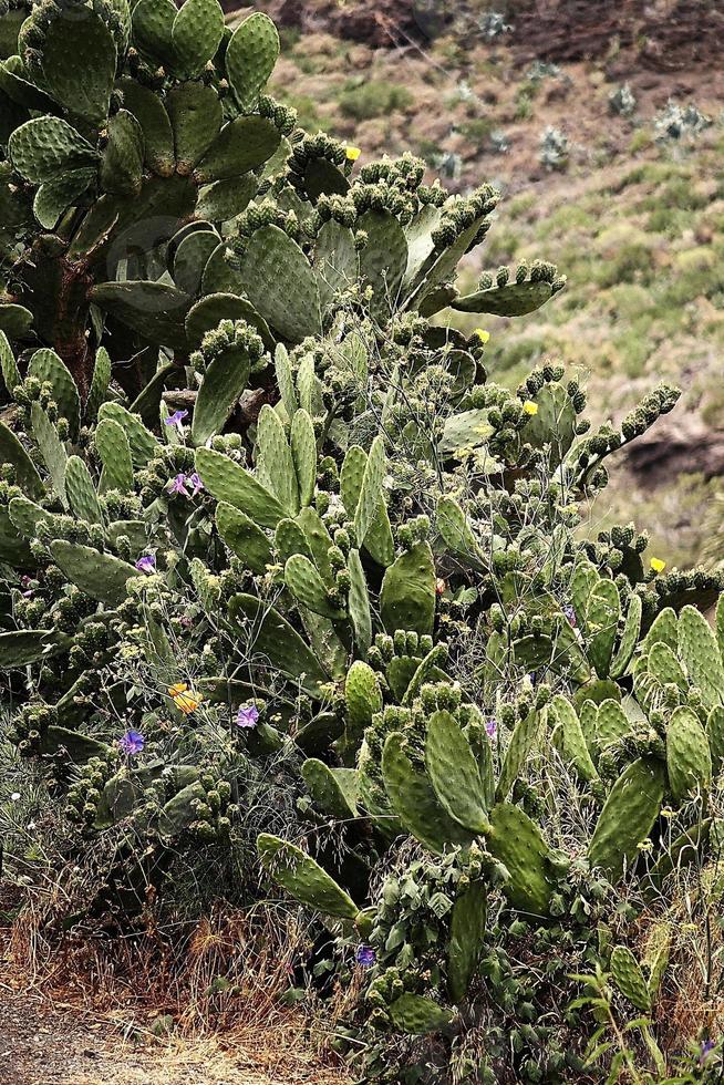 neugierig groß Grün Original Kaktus wachsend im das Garten schließen oben foto