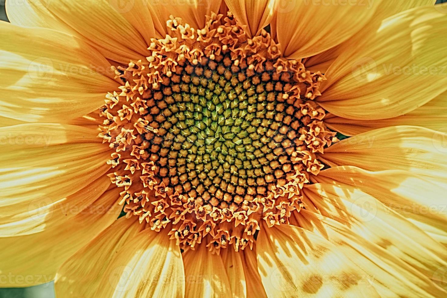 Gelb Sonnenblume Blume Nahansicht Bildung ein natürlich Hintergrund foto