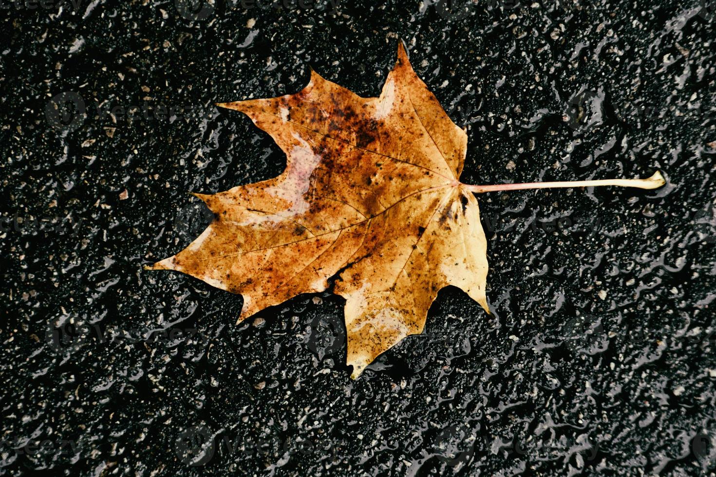 Herbst Blatt mit Regen Tropfen Lügen auf das Straße foto