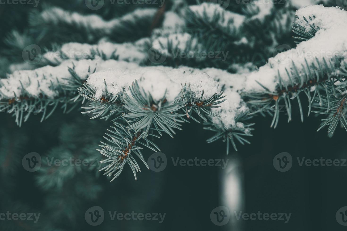 Grün Ast von Kiefer Nadelbaum bedeckt mit Weiß frisch Schnee Nahansicht im Park foto